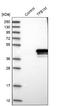 Transcription Factor B1, Mitochondrial antibody, NBP2-13429, Novus Biologicals, Western Blot image 