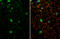 Dopamine Receptor D1 antibody, GTX100354, GeneTex, Immunocytochemistry image 