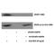 Fms Related Tyrosine Kinase 1 antibody, A00534Y1333-1, Boster Biological Technology, Western Blot image 