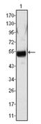Fibrinogen Beta Chain antibody, AM06339SU-N, Origene, Western Blot image 