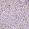 Apolipoprotein A4 antibody, HPA002549, Atlas Antibodies, Immunohistochemistry paraffin image 