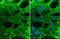 Desmoglein 1 antibody, GTX134991, GeneTex, Immunocytochemistry image 
