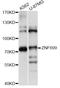 Zinc Finger Protein 699 antibody, LS-C749469, Lifespan Biosciences, Western Blot image 