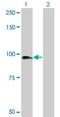 Krev interaction trapped protein 1 antibody, H00000889-M01, Novus Biologicals, Western Blot image 