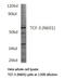 Pan antibody, LS-C177012, Lifespan Biosciences, Western Blot image 