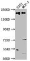 Unc-13 Homolog B antibody, CSB-PA025622LA01HU, Cusabio, Western Blot image 