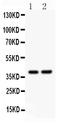 SRY-Box 1 antibody, PB9403, Boster Biological Technology, Western Blot image 