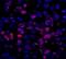 Nuclear Receptor Coactivator 5 antibody, IHC-00476, Bethyl Labs, Immunohistochemistry frozen image 