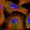 Malate dehydrogenase, cytoplasmic antibody, HPA027296, Atlas Antibodies, Immunofluorescence image 