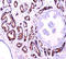 Alpha-Methylacyl-CoA Racemase antibody, DP134-05, Origene, Immunohistochemistry frozen image 
