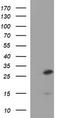 CSH1 antibody, LS-C788306, Lifespan Biosciences, Western Blot image 
