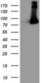 F-Box Protein 21 antibody, NBP2-01569, Novus Biologicals, Western Blot image 