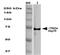 Heat shock 70 kDa protein 1A/1B antibody, orb67317, Biorbyt, Western Blot image 