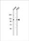 Methylenetetrahydrofolate Dehydrogenase, Cyclohydrolase And Formyltetrahydrofolate Synthetase 1 antibody, PA5-72359, Invitrogen Antibodies, Western Blot image 