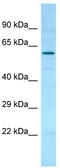 Protein disulfide-isomerase A2 antibody, TA333911, Origene, Western Blot image 