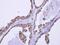 DEAD-Box Helicase 43 antibody, NBP2-16136, Novus Biologicals, Immunohistochemistry frozen image 