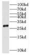 Mitochondrial Ribosome Recycling Factor antibody, FNab05366, FineTest, Western Blot image 