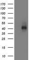 Musashi RNA Binding Protein 1 antibody, LS-C337256, Lifespan Biosciences, Western Blot image 