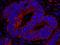 Reticulocalbin 1 antibody, IHC-00207, Bethyl Labs, Immunofluorescence image 