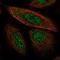Synaptonemal Complex Protein 2 antibody, HPA065613, Atlas Antibodies, Immunocytochemistry image 