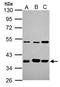 Aryl Hydrocarbon Receptor Interacting Protein antibody, TA308832, Origene, Western Blot image 