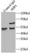 Protein Tyrosine Phosphatase Non-Receptor Type 6 antibody, FNab07853, FineTest, Immunoprecipitation image 