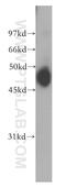 C-C Motif Chemokine Receptor Like 2 antibody, 13387-1-AP, Proteintech Group, Western Blot image 