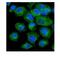 VAMP Associated Protein B And C antibody, A01372, Boster Biological Technology, Immunofluorescence image 