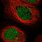 ERI1 Exoribonuclease Family Member 2 antibody, HPA035385, Atlas Antibodies, Immunofluorescence image 