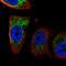 CDGSH Iron Sulfur Domain 1 antibody, HPA074383, Atlas Antibodies, Immunocytochemistry image 