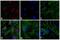 Rabbit IgG antibody, A-21430, Invitrogen Antibodies, Immunofluorescence image 