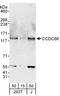 Coiled-Coil Domain Containing 66 antibody, A303-339A, Bethyl Labs, Western Blot image 