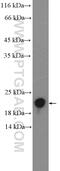 Ras Homolog Family Member G antibody, 21576-1-AP, Proteintech Group, Western Blot image 