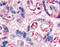 Fms Related Tyrosine Kinase 1 antibody, TA341135, Origene, Immunohistochemistry frozen image 
