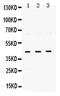 ELAV Like RNA Binding Protein 4 antibody, PA5-79199, Invitrogen Antibodies, Western Blot image 