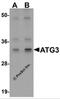 Autophagy Related 3 antibody, 5795, ProSci, Western Blot image 