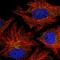 Caspase Recruitment Domain Family Member 10 antibody, HPA055612, Atlas Antibodies, Immunocytochemistry image 