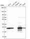 HCNP antibody, HPA063904, Atlas Antibodies, Western Blot image 
