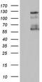 Zinc finger protein GLI1 antibody, TA803887S, Origene, Western Blot image 