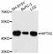 Neuronal pentraxin-2 antibody, LS-C747241, Lifespan Biosciences, Western Blot image 