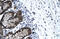 Forkhead Box J2 antibody, ARP32910_T100, Aviva Systems Biology, Immunohistochemistry frozen image 