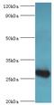 C4b-binding protein beta chain antibody, LS-C375359, Lifespan Biosciences, Western Blot image 