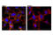 ATP Binding Cassette Subfamily C Member 1 antibody, 14685S, Cell Signaling Technology, Immunocytochemistry image 