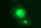 Microfibril Associated Protein 3 antibody, M13942, Boster Biological Technology, Immunofluorescence image 