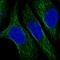 Cornifelin antibody, HPA053997, Atlas Antibodies, Immunofluorescence image 
