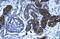 Vasculin antibody, A11151, Boster Biological Technology, Immunohistochemistry frozen image 