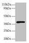 Haptoglobin antibody, CSB-PA17069A0Rb, Cusabio, Western Blot image 