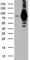 Aldehyde Dehydrogenase 1 Family Member L1 antibody, TA501850S, Origene, Western Blot image 