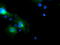 FXYD Domain Containing Ion Transport Regulator 3 antibody, TA504717, Origene, Immunofluorescence image 