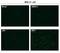 Zika Virus antibody, GTX134186, GeneTex, Immunofluorescence image 